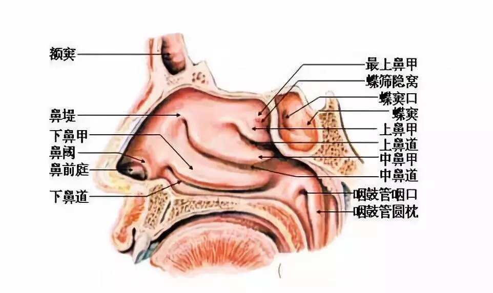鼻子的内部结构示意图图片