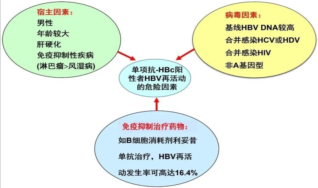 乙肝五项检查单项抗hbc阳性的意义与管理