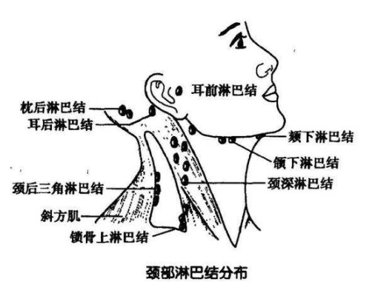 乳突淋巴结位置图片