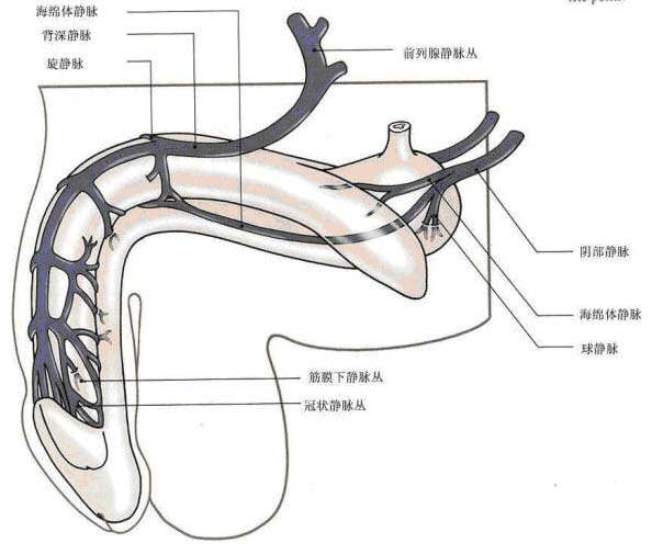 阴囊有破皮是梅毒吗_得牧后背有白毛_阴囊有白毛是什么情况