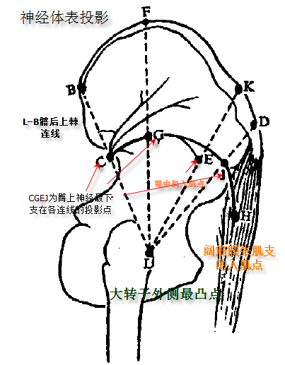 臀小肌筋膜疼痛症的激痛點位置亦是大致呈扇形分佈於肌腹中央.