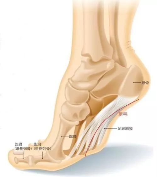 外側束和內側束,可保護足底的肌肉,肌腱,血管,神經和關節,並提供足底