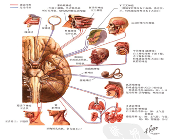 大腦有十二對腦神經,這十二對腦神經分別傳遞著我們頭面部的感覺,運動