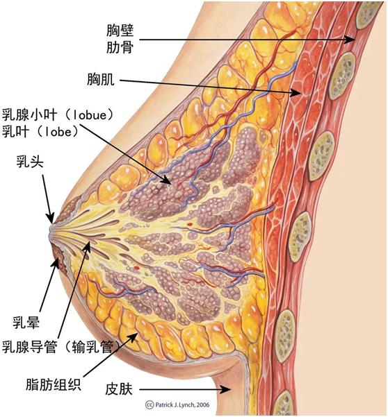 正常乳房解剖层次图片