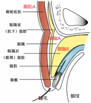 下睑缩肌解剖图片