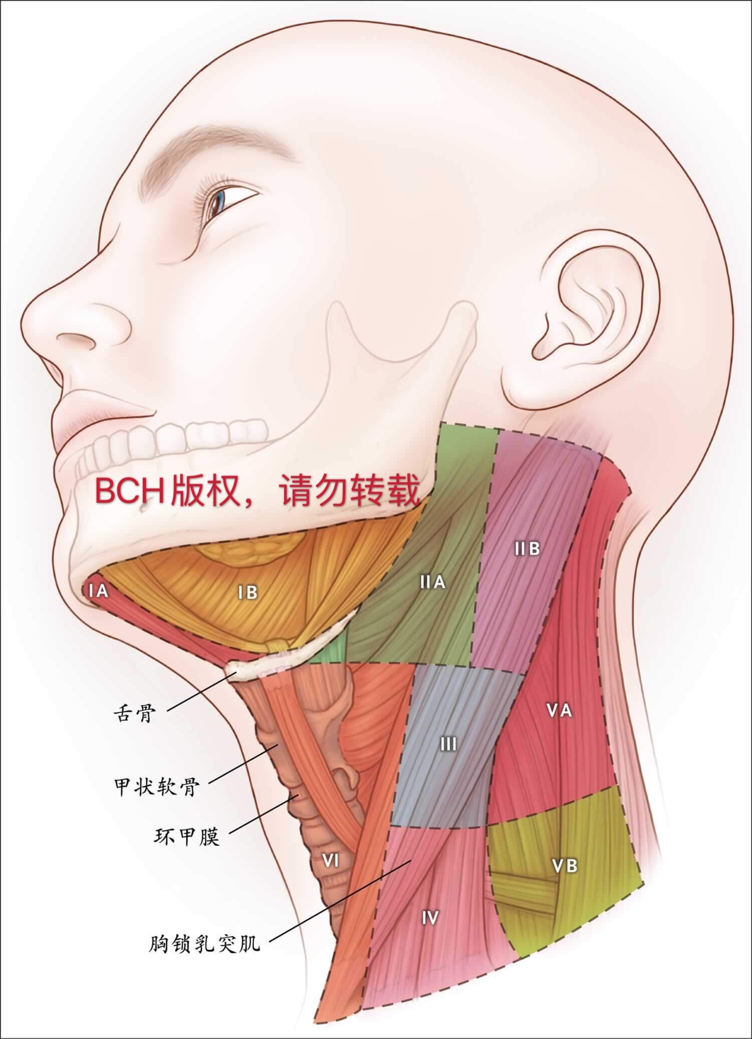 兒童及青少年常用淋巴結區及頸部淋巴結亞分區