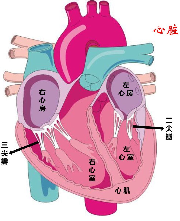 心脏就像一套两室两厅的"房子"(图1),左心室,右心室就像"两室",左心房