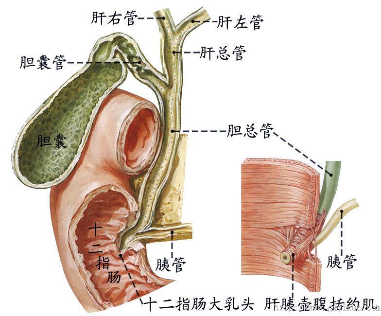 小叶间胆管图片