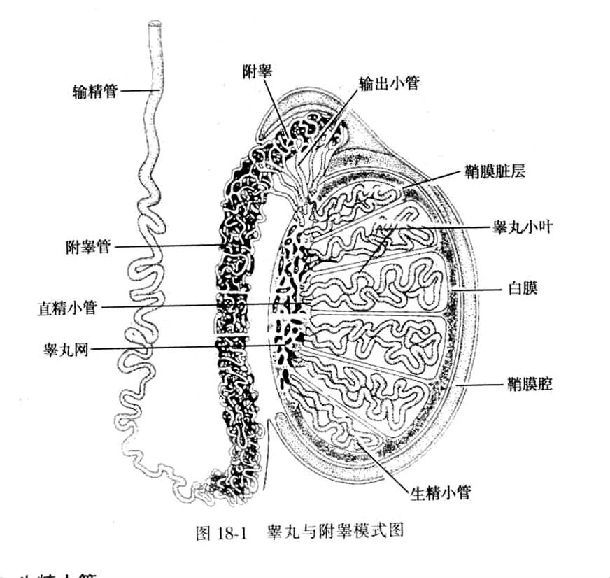 精子产生于生精小管,经过直精小管,睾丸网,输出小管等结构进入附睾.