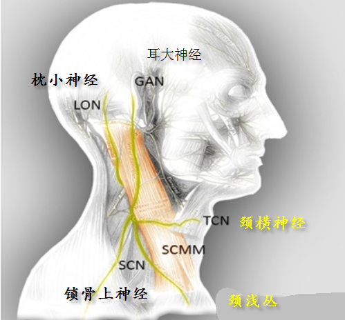 详解最新颈丛神经阻滞方法 - 好大夫在线