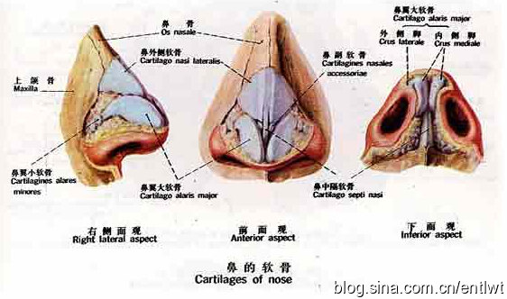 外鼻- 好大夫在线