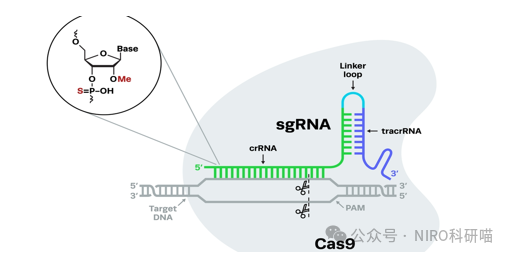 siRNA 、shRNA 和sgRNA,你搞「清楚」了? - 好大夫在线