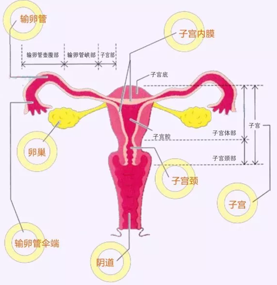 精巢位置图片