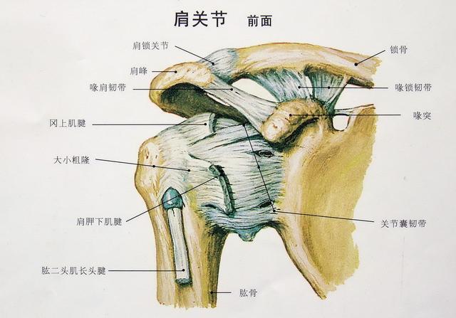 喙突解剖图片