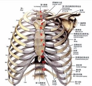 胸腔的范围位置图图片