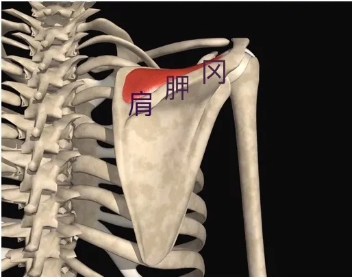 华师大附院(芜湖二院)陈辉海_肩关节损伤_介绍_症状表现_治疗方式