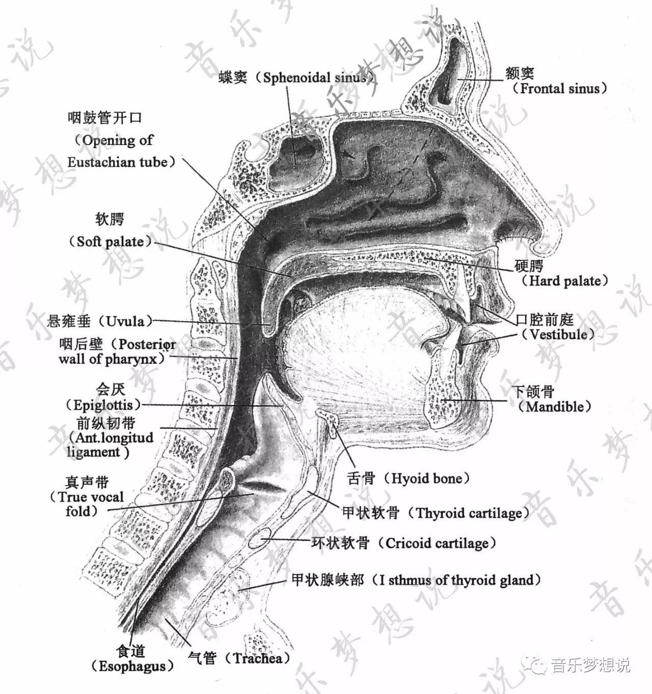 嗓音专家韩丽艳老师讲歌唱