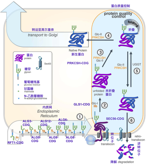 先天性糖基化障碍与肝脏疾病_遗传代谢病_症状_治疗方法_症状表现