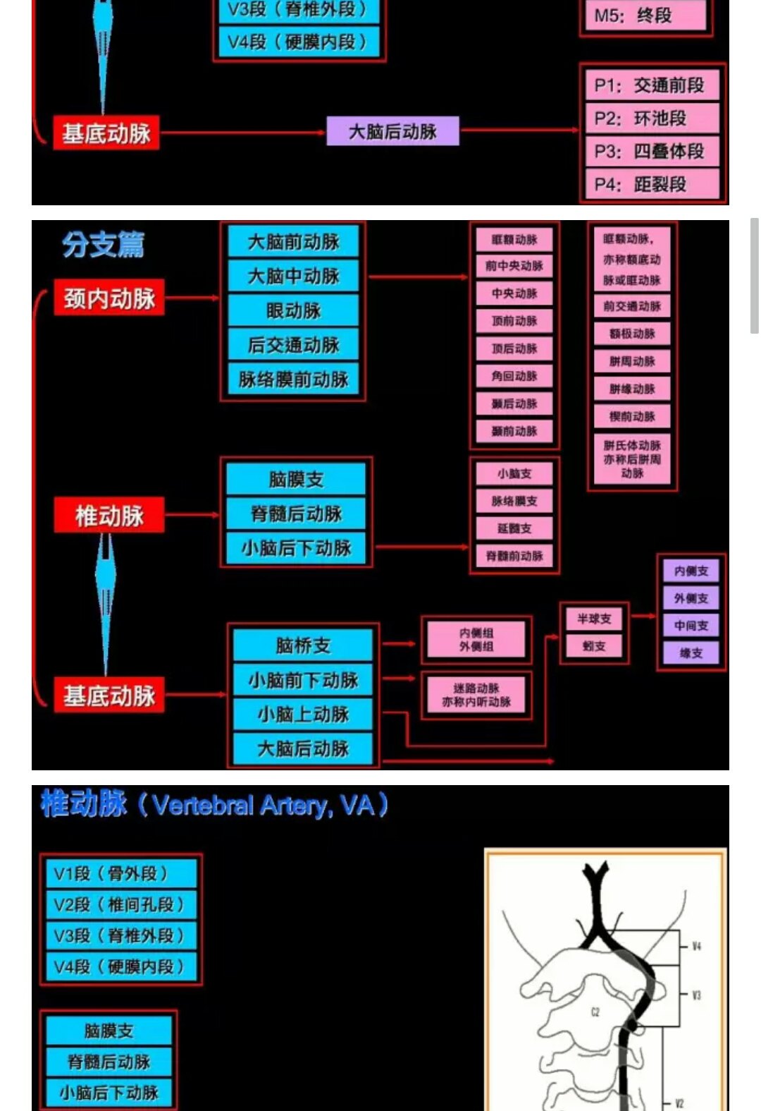 颈内动脉分段 - 好大夫在线