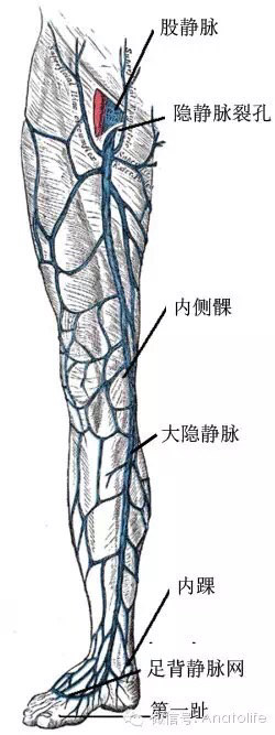 隐静脉裂孔结构图图片