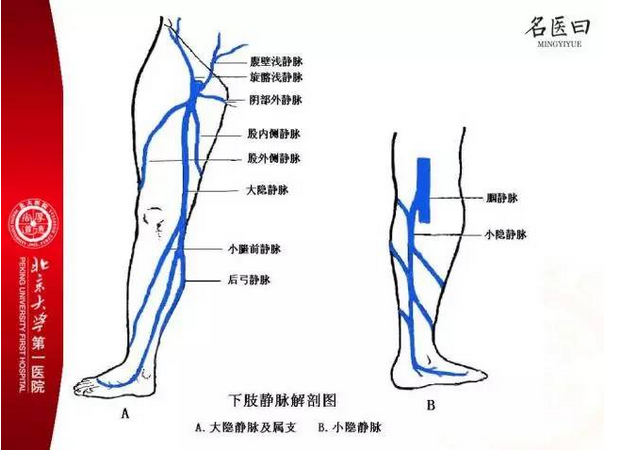 下肢深静脉解剖图谱图片