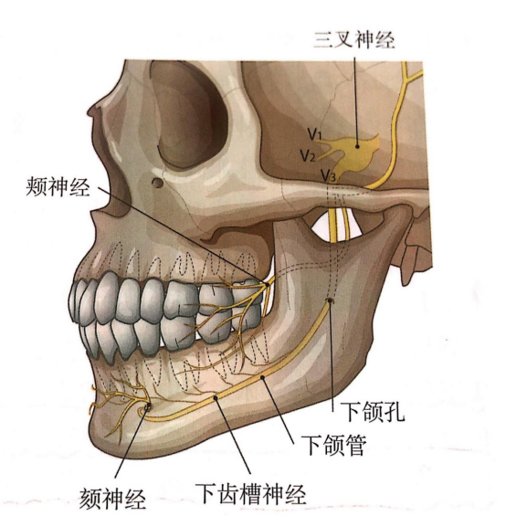 颏孔和下颌孔图片