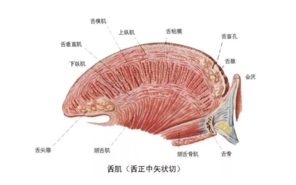 舌骨舌肌的位置图图片