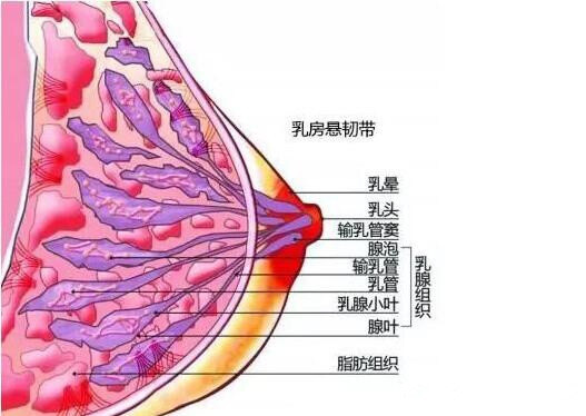 当哺乳时,乳腺腺叶和乳管负责分泌和储藏乳汁,通过输入管进入到乳头