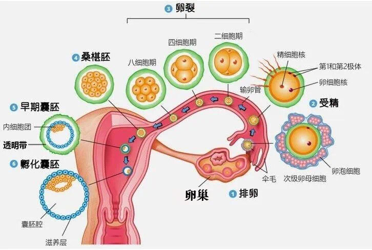 卵子的结构示意图图片