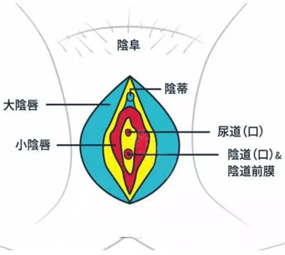 私密知识科普:大阴唇萎缩怎么办?
