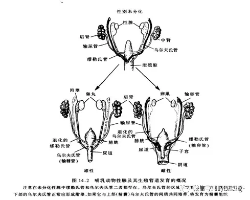 或因基因突變(可有家庭史)引起胎兒期雙側副中腎管形成的子宮段未融合