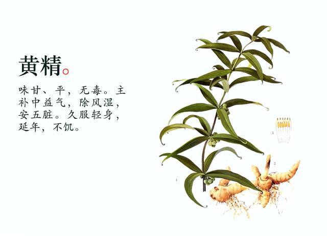 中药小故事——黄精 - 好大夫在线