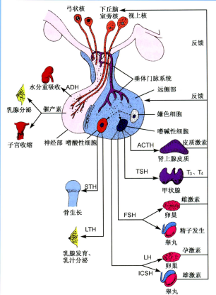 差)和睾丸后因素(输精管道堵塞或缺如),其中,非梗阻性无精包括睾丸前