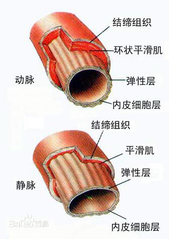 动脉壁结构图片