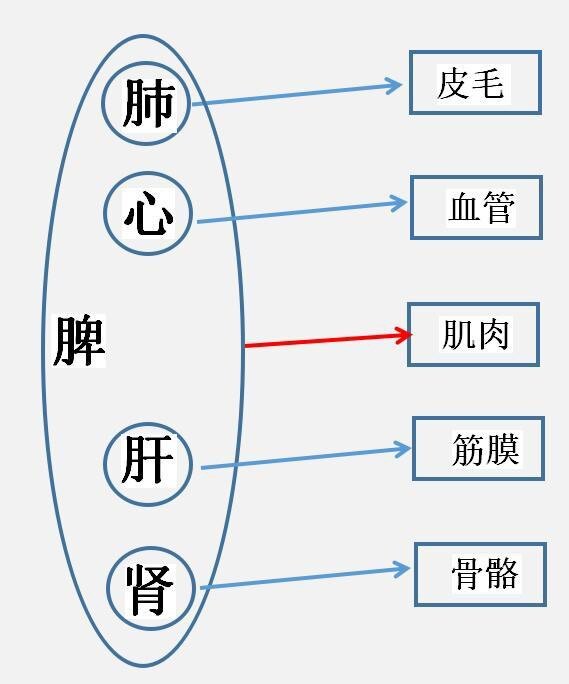 从肺胃论治皮肤病皮肤和肺胃有啥关系