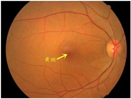 视网膜黄斑中心凹图片图片