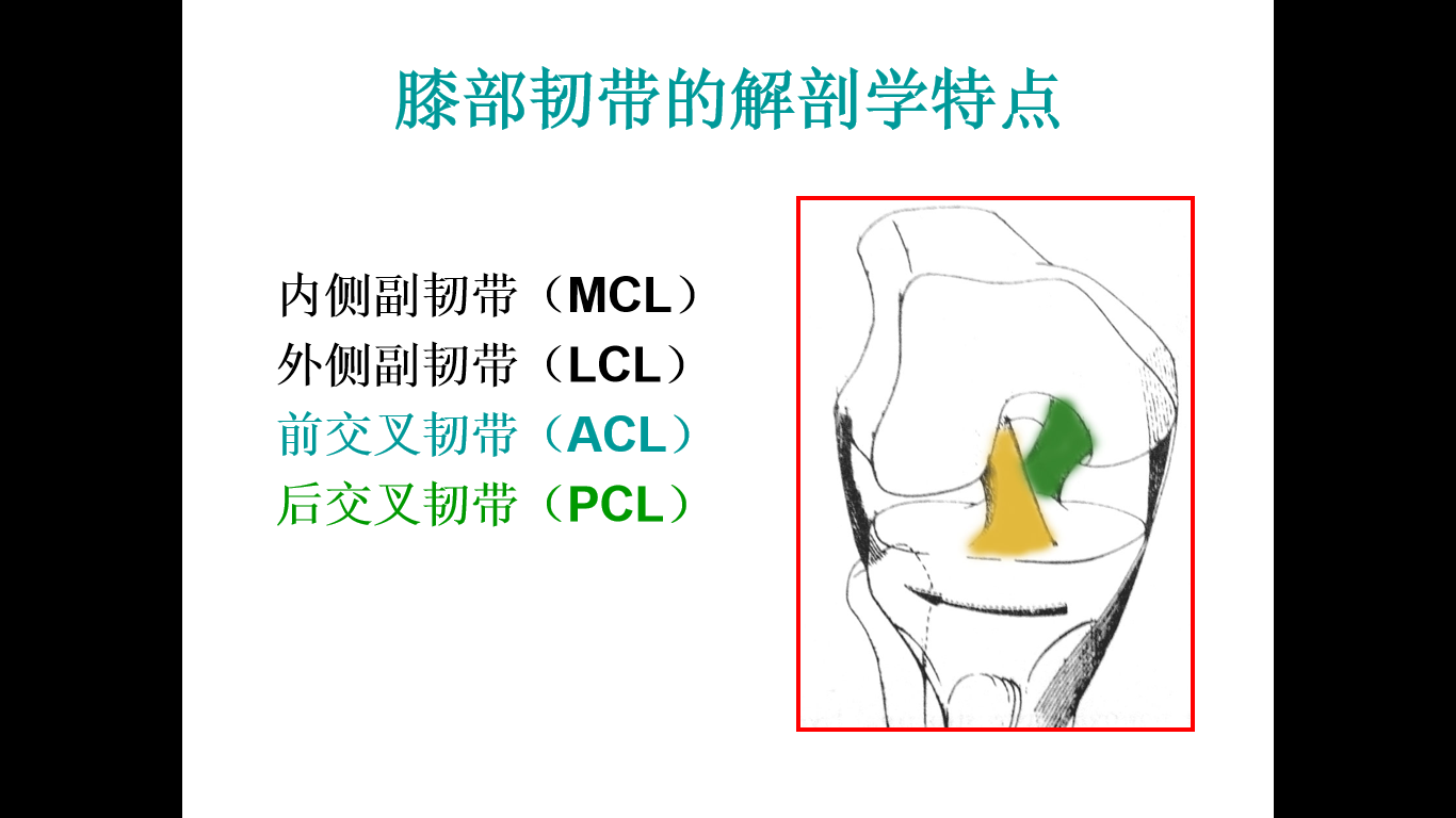 前交叉韧带解剖和功能 - 好大夫在线