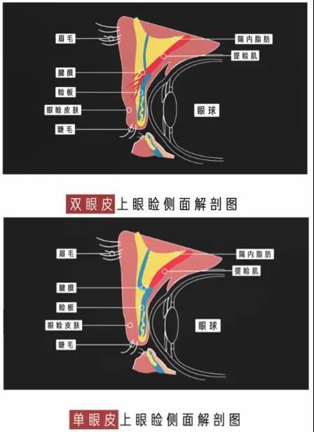 眼睑在哪儿图解图片