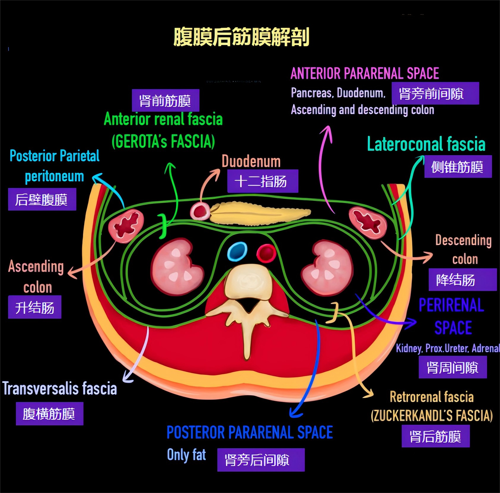 腹膜后筋膜.png