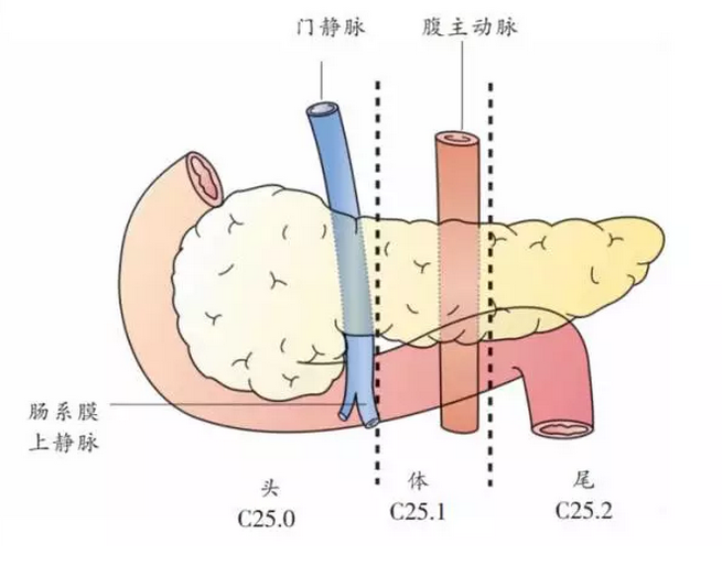 胰腺钩突部位图片