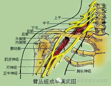 正中神經 median nerve(c6～t1)由分別發自內,外側束的內, 外側兩根