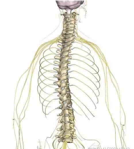 我們的脊柱椎間盤脊髓脊神經是什麼