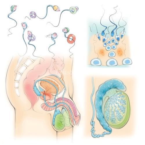 左旋肉鹼賴氨酸l-精氨酸科學家認為,精子從氨基酸中受益,因為某些