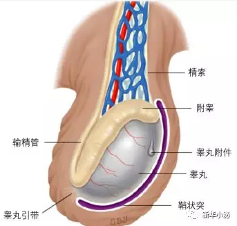 孩子的 蛋蛋 疼 千万莫大意 睾丸扭转 睾丸扭转