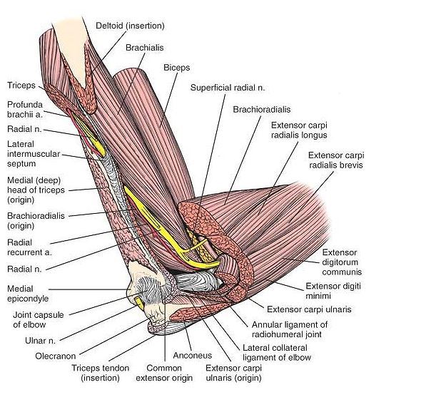 肘部神经解剖全图图片