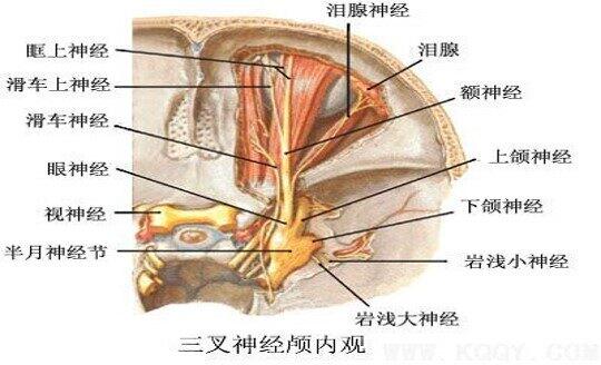 三叉神经2.jpg