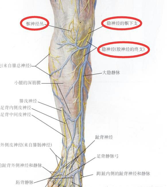 小腿内侧解剖图图片