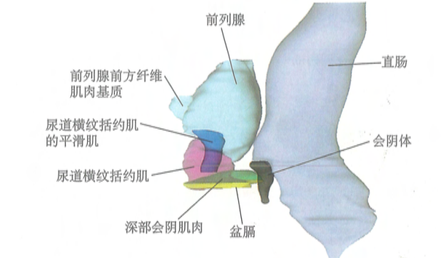 前列腺尖部2.png