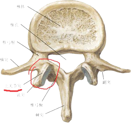 腰椎椎弓峡部解剖图片