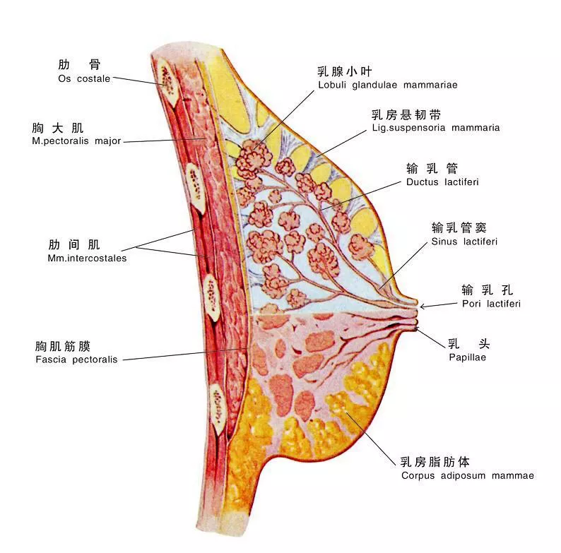 乳房解剖实体图片